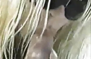 सेक्सी पोर्न रूसी आदमी दिया एक युवा सुनहरे बालों वाली भाड़ में जाओ में गुदा और वीर्य ब्लू पिक्चर हिंदी ब्लू पिक्चर निकालना में के गांड